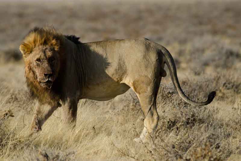 64 - Namibia - leones comiendo - parque nacional de Etosha